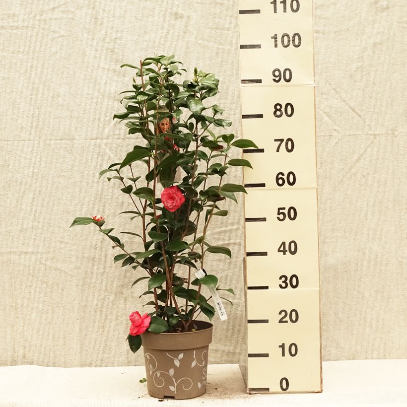 Spécimen de Camélia du Japon - Camellia Three Sisters  - Pot de 6L/7L tel que livré au printemps