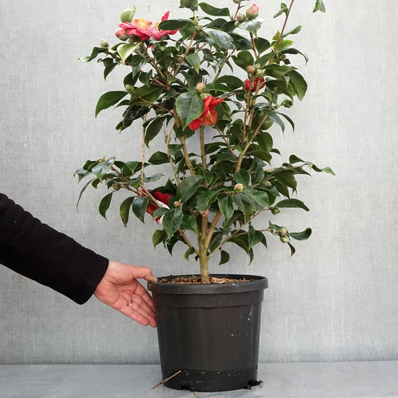 Spécimen de Camélia du Japon Painter's Palette - Camellia japonica  Pot de 4L/5L tel que livré en hiver
