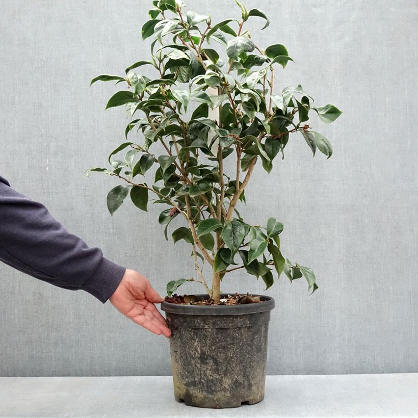 Spécimen de Camélia du Japon Painter's Palette - Camellia japonica  Pot de 7,5L/10L tel que livré au printemps