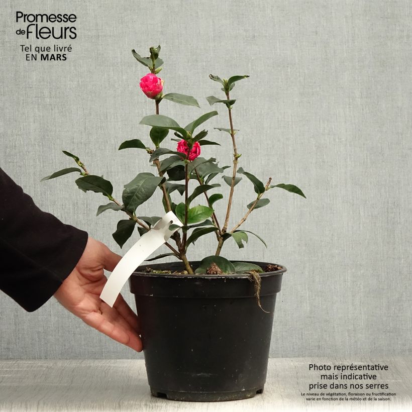 Spécimen de Camelia Fiesta Grande - Camellia (x) reticulata Pot de 3L/4L tel que livré au printemps