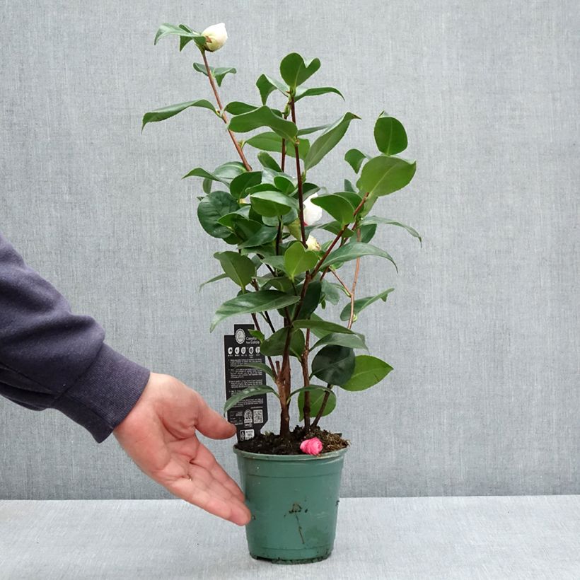 Spécimen de Camélia Margaret Davis - Camellia japonica - Pot de 12 cm / 13 cm tel que livré au printemps