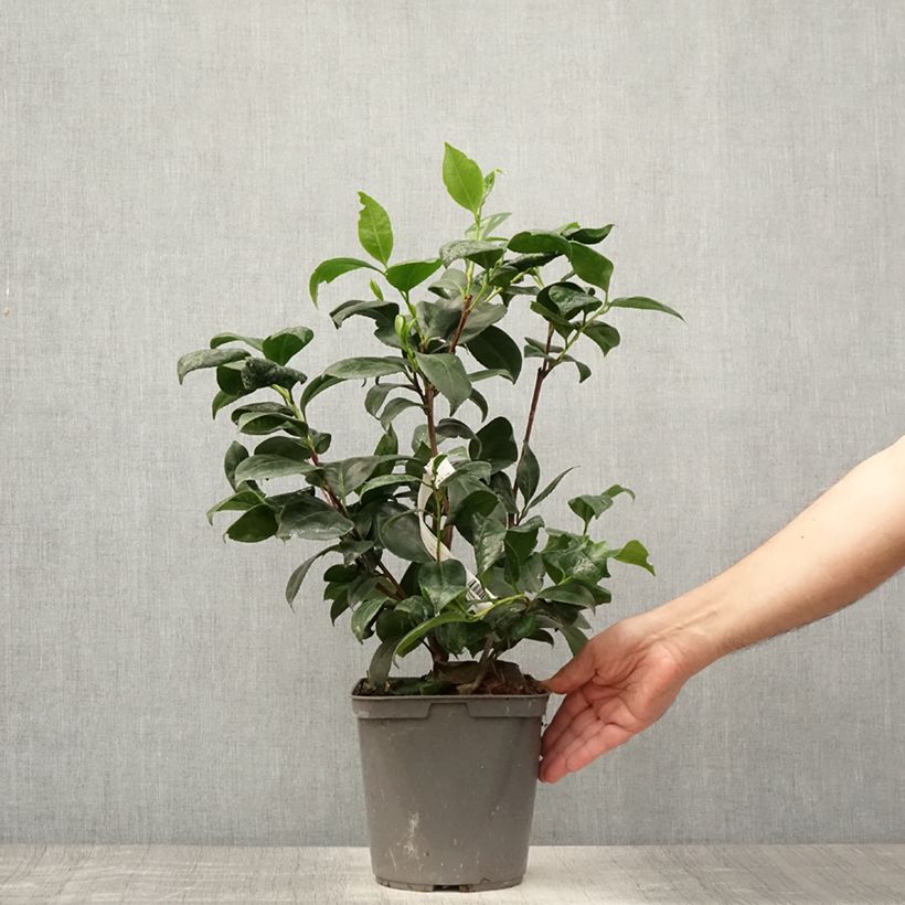 Spécimen de Camélia Margaret Davis - Camellia japonica Pot de 3L/4L tel que livré en été