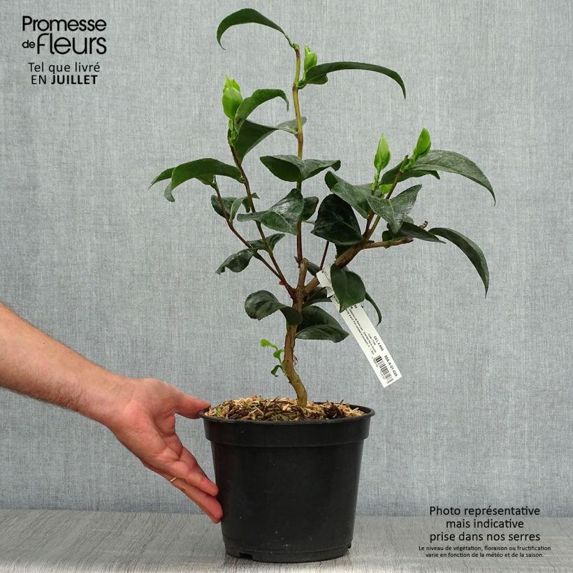 Spécimen de Camélia Marie-Galante - Camellia japonica Pot de 4L/5L tel que livré en été
