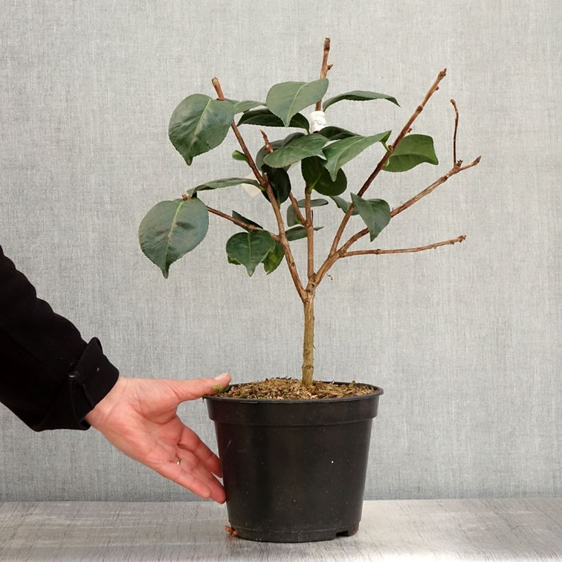 Spécimen de Camélia Marie-Galante - Camellia japonica Pot de 4L tel que livré au printemps