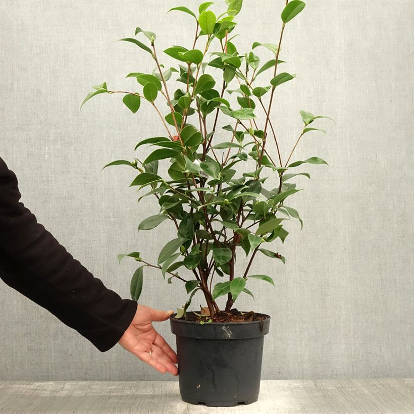 Spécimen de Camélia Mark Alan - Camellia japonica Pot de 4L/5L tel que livré en automne
