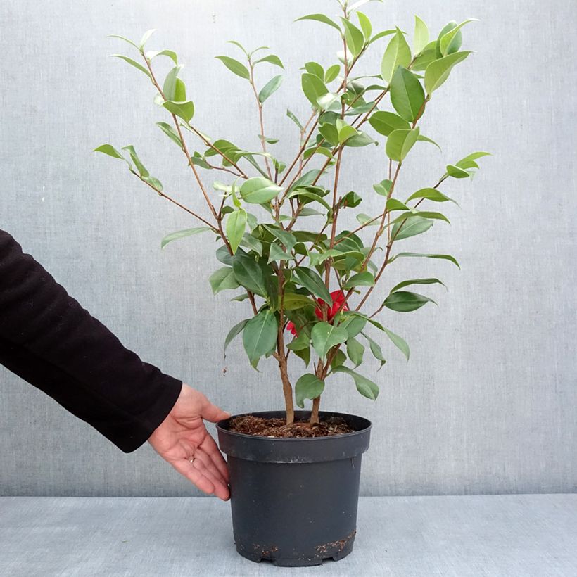 Spécimen de Camélia Mark Alan - Camellia japonica - Pot de 4L/5L tel que livré au printemps