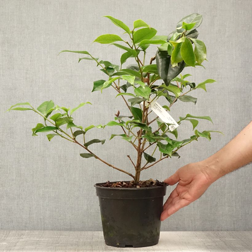 Spécimen de Camélia Midnight Variegated - Camellia japonica Pot de 4L/5L tel que livré en été