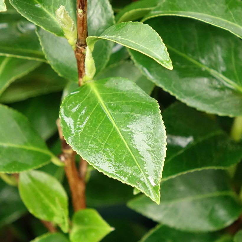 Camélia Mrs. Tingley - Camellia japonica (Feuillage)