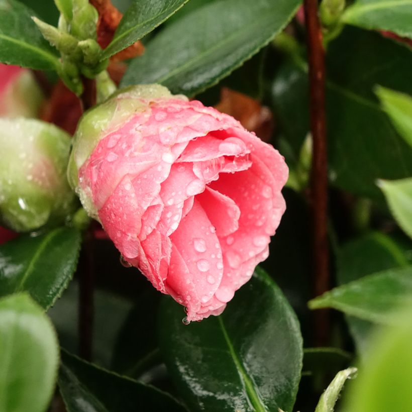 Camélia Mrs. Tingley - Camellia japonica (Floraison)