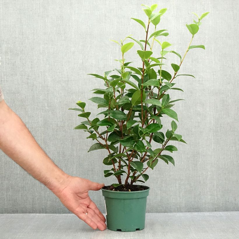 Spécimen de Camélia Mrs. Tingley - Camellia japonica Pot de 12 cm / 13 cm tel que livré en été