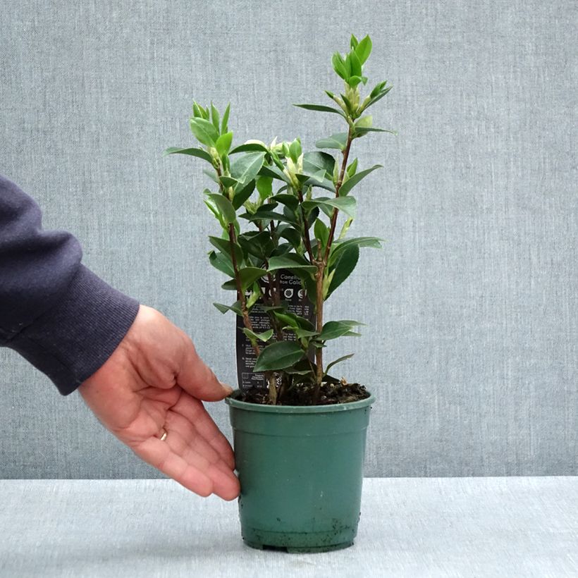 Spécimen de Camélia Mrs. Tingley - Camellia japonica - Pot de 12 cm / 13 cm tel que livré au printemps