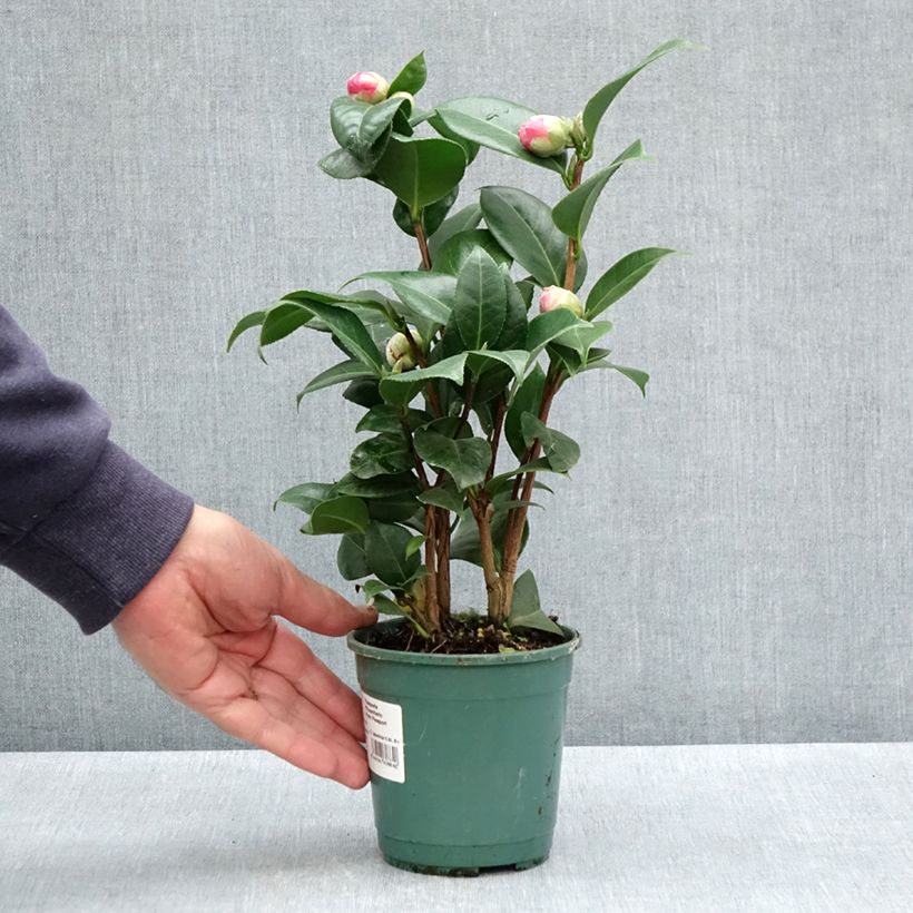 Spécimen de Camélia Nuccio's Cameo - Camellia japonica - Pot de 12 cm / 13 cm tel que livré au printemps