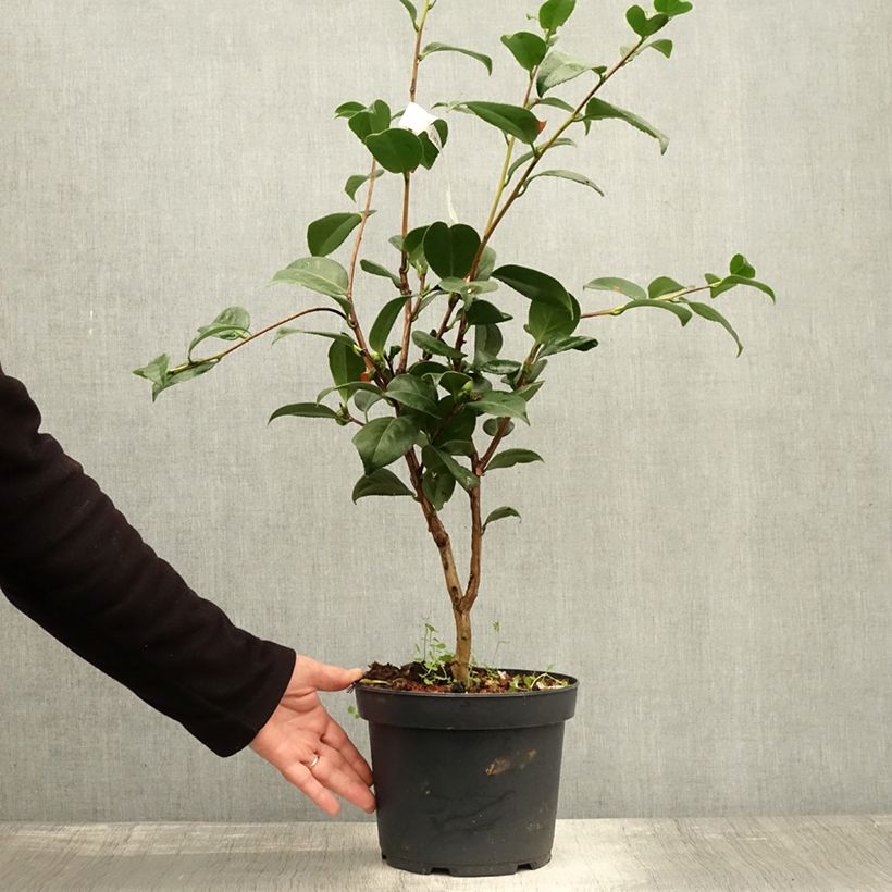 Spécimen de Camélia Nuccio's Cameo - Camellia japonica Pot de 4L/5L tel que livré en automne