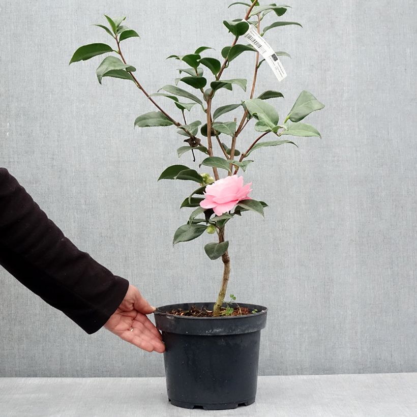 Spécimen de Camélia Nuccio's Cameo - Camellia japonica - Pot de 4L/5L tel que livré au printemps