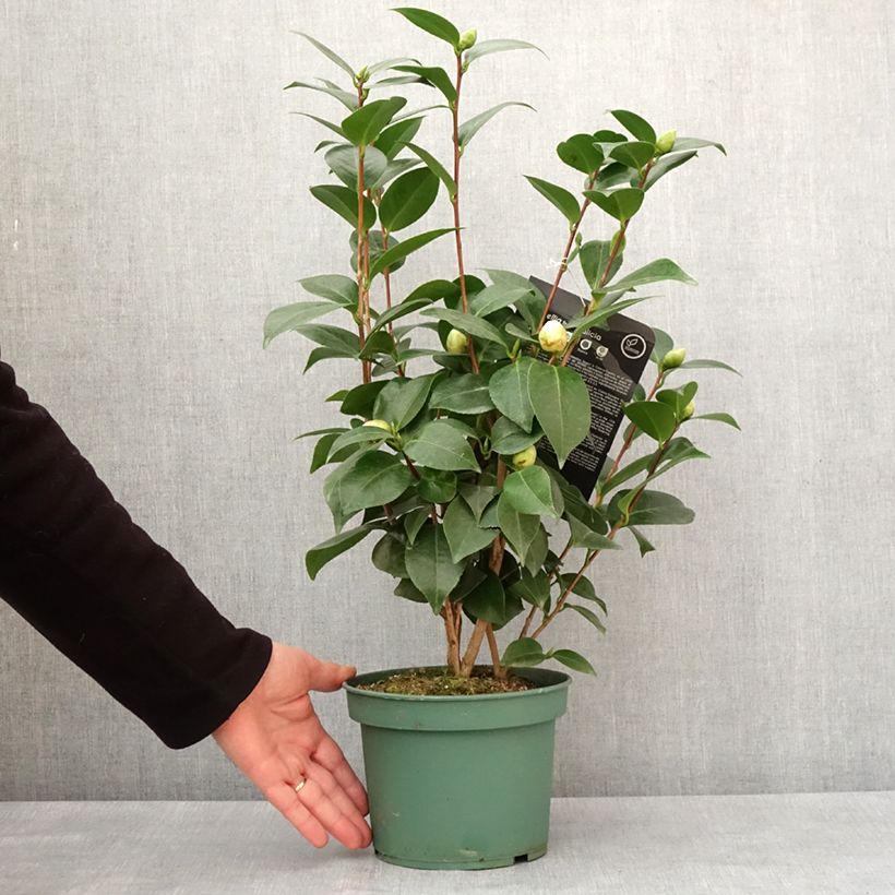 Spécimen de Camélia Nuccio's Gem - Camellia japonica  Pot de 2L/3L tel que livré en hiver