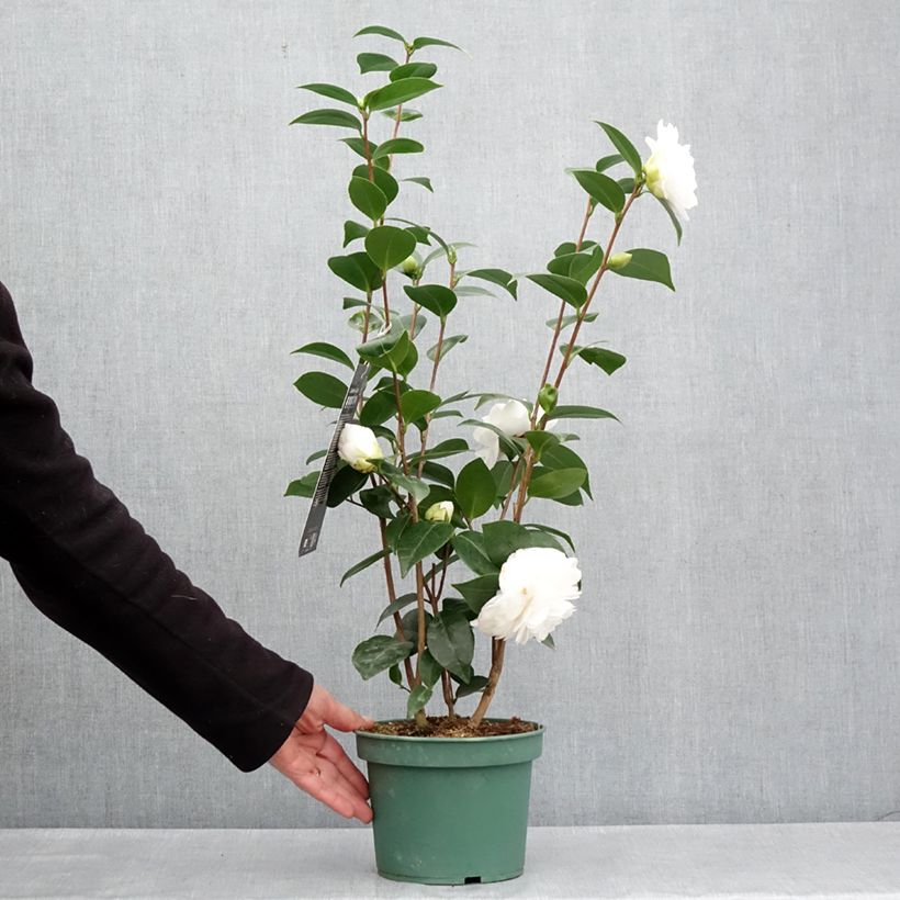 Spécimen de Camélia Nuccio's Gem - Camellia japonica  - Pot de 2L/3L tel que livré au printemps