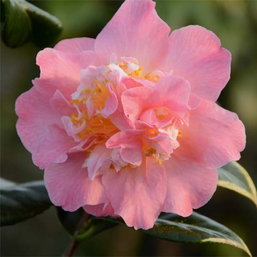 Camélia Paddy's Perfumed - Camellia japonica (Floraison)
