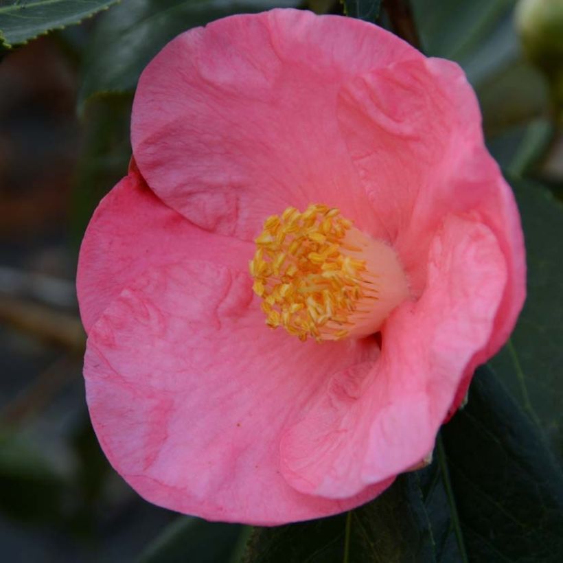 Camélia Paul Sérusier - Camellia japonica (Floraison)