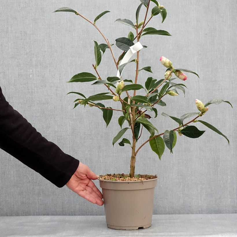 Spécimen de Camélia reticulé China Lady - Camellia reticulata - Pot de 4L/5L tel que livré en hiver