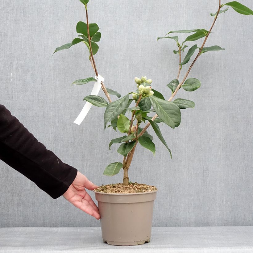Spécimen de Camélia réticulé Den Burton - Camellia reticulata Pot de 4L/5L tel que livré en hiver