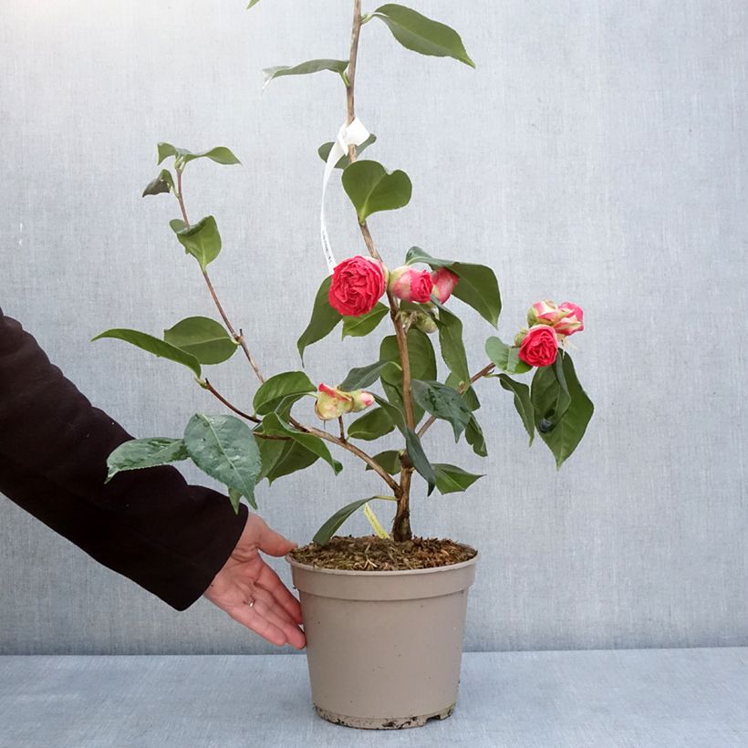 Spécimen de Camélia réticulé Den Burton - Camellia reticulata - Pot de 4L/5L tel que livré au printemps