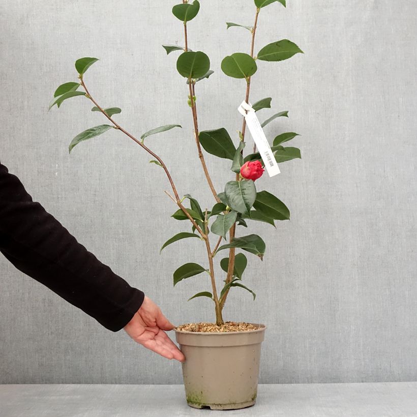Spécimen de Camélia réticulé Dr Clifford Parks - Camellia reticulata - Pot de 4L/5L tel que livré en hiver