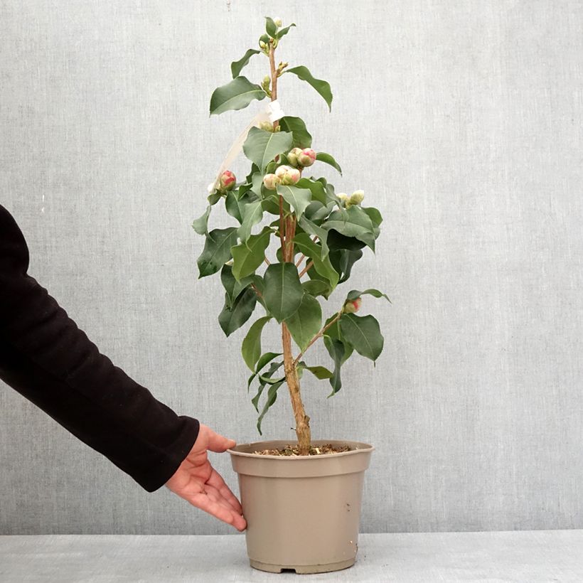 Spécimen de Camélia réticulé Larry Piet - Camellia reticulata Pot de 4L/5L tel que livré en hiver