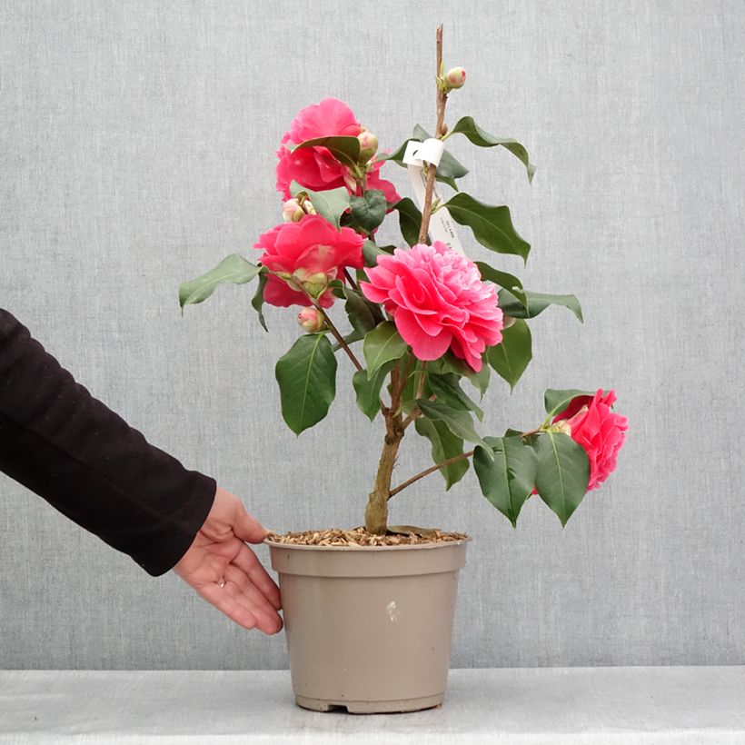 Spécimen de Camélia réticulé Larry Piet - Camellia reticulata - Pot de 4L/5L tel que livré au printemps