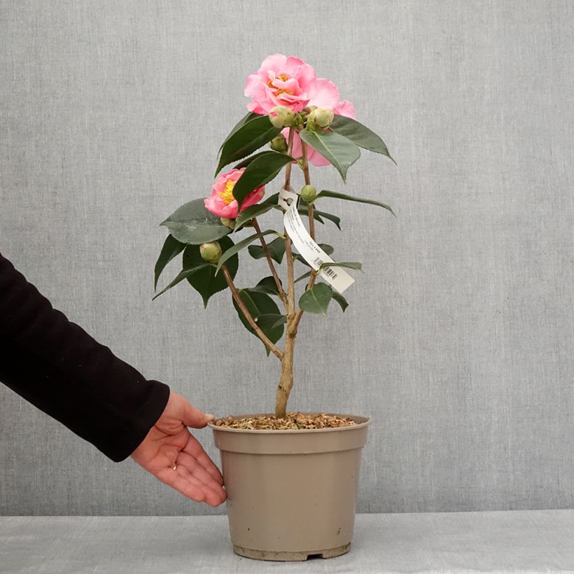 Spécimen de Camélia réticulé Lasca Beauty - Camellia reticulata Pot de 4L/5L tel que livré en hiver