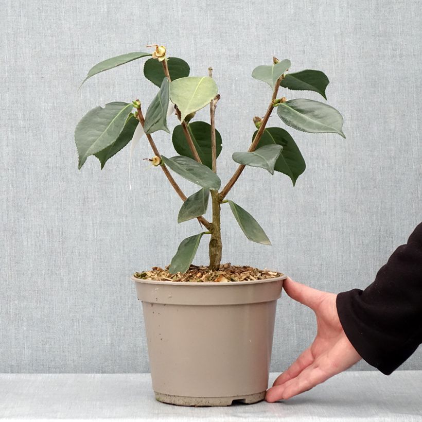 Spécimen de Camélia réticulé Lasca Beauty - Camellia reticulata - Pot de 4L/5L tel que livré au printemps