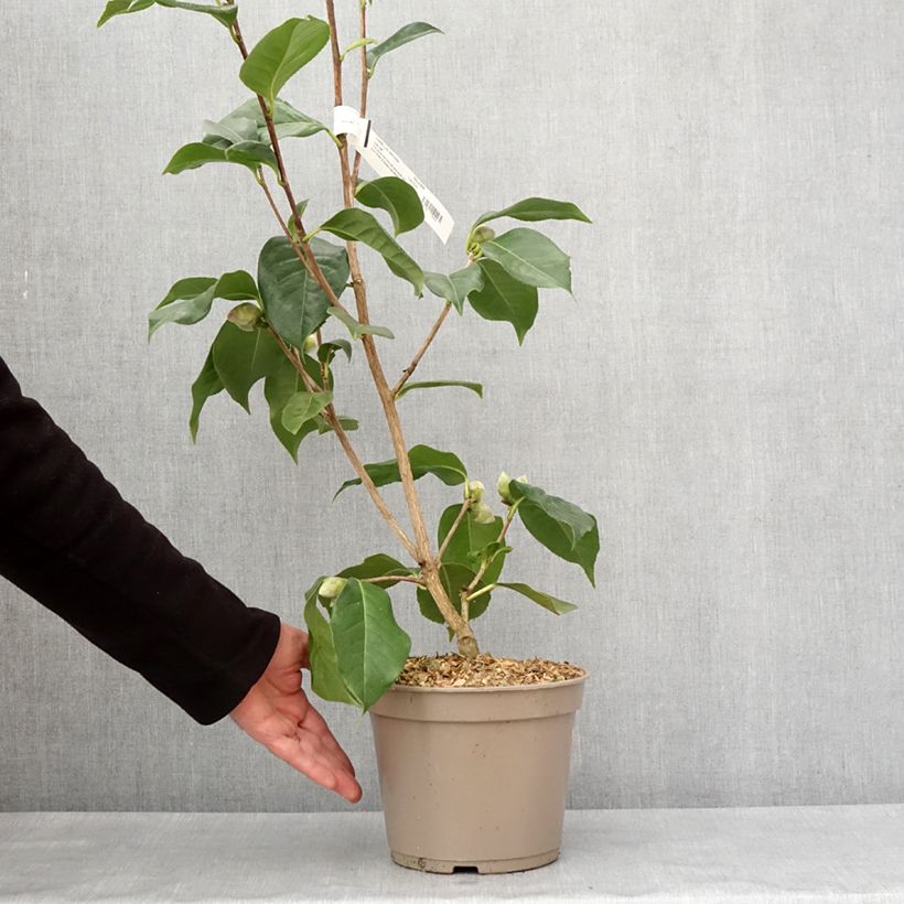 Spécimen de Camélia réticulé Lila Naff - Camellia reticulata Pot de 4L/5L tel que livré en hiver