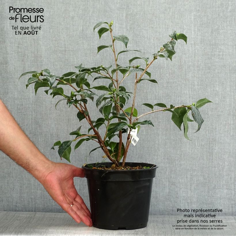 Spécimen de Camélia Robert Lasson - Camellia japonica Pot de 4L/5L tel que livré en été