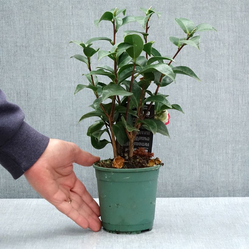 Spécimen de Camélia Roger Hall - Camellia japonica - Pot de 12 cm / 13 cm tel que livré au printemps