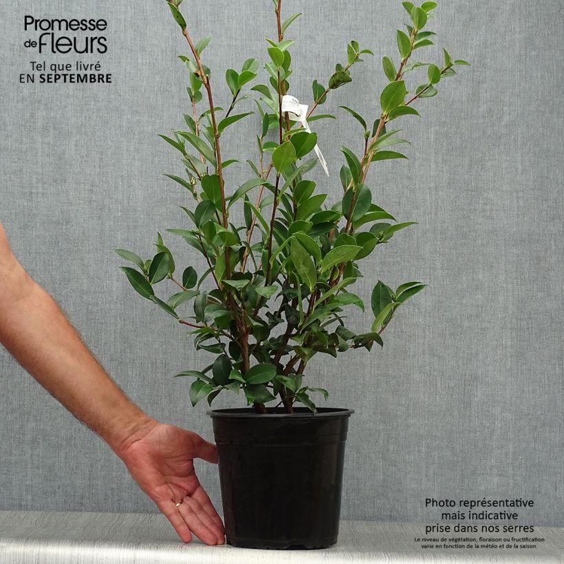 Spécimen de Camélia d'automne - Camellia sasanqua Kanjiro Pot de 3L/4L tel que livré en automne