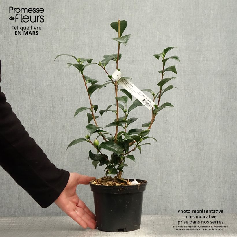 Spécimen de Camélia Stacy Susan - Camellia japonica Pot de 2L/3L tel que livré au printemps