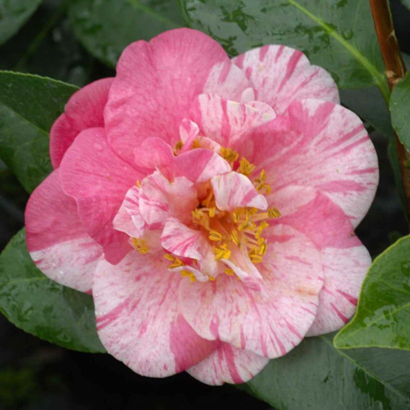 Camélia Traverso - Camellia japonica  (Floraison)
