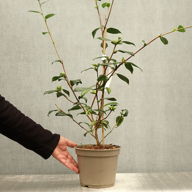 Spécimen de Camélia Tulip Time - Camellia (x) williamsii Pot de 4L/5L tel que livré en automne