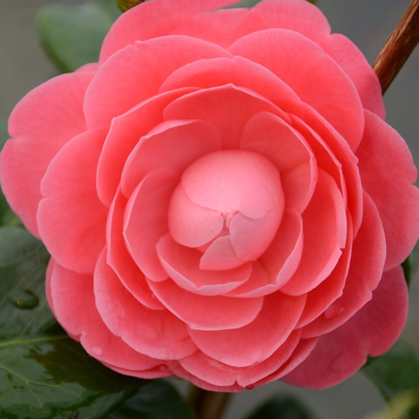 Camélia Valtevareda - Camellia japonica (Floraison)