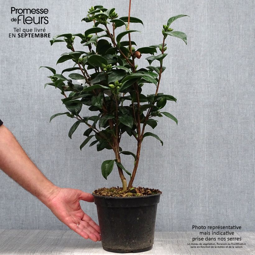 Spécimen de Camélia Valtevareda - Camellia japonica Pot de 4L/5L tel que livré en automne