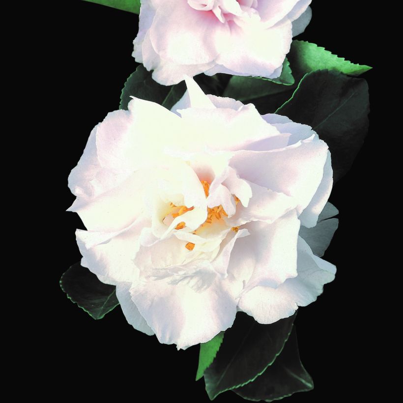 Camélia d'automne - Camellia sasanqua Waterfall White (Floraison)