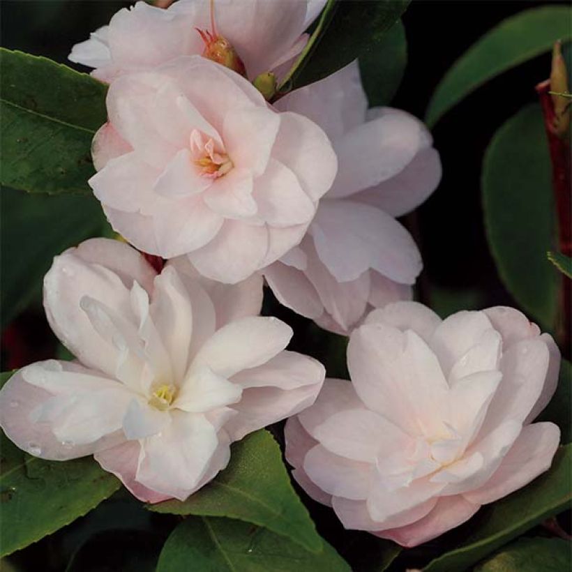 Camélia champêtre - Camellia Cinnamon Cindy (Floraison)