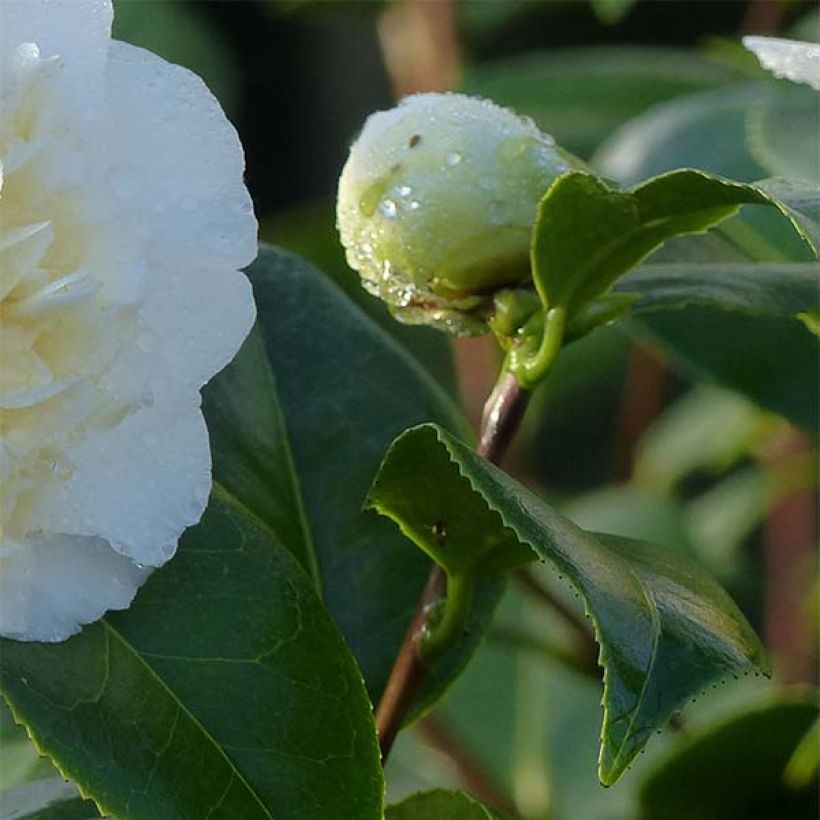 Camélia classique - Camellia Jurys Yellow (Feuillage)