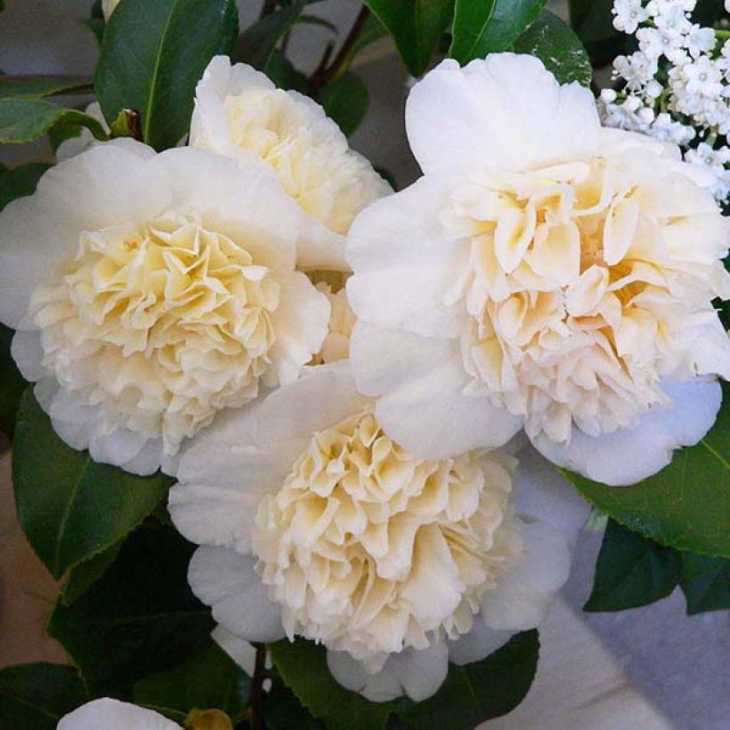 Camélia classique - Camellia Jurys Yellow (Floraison)