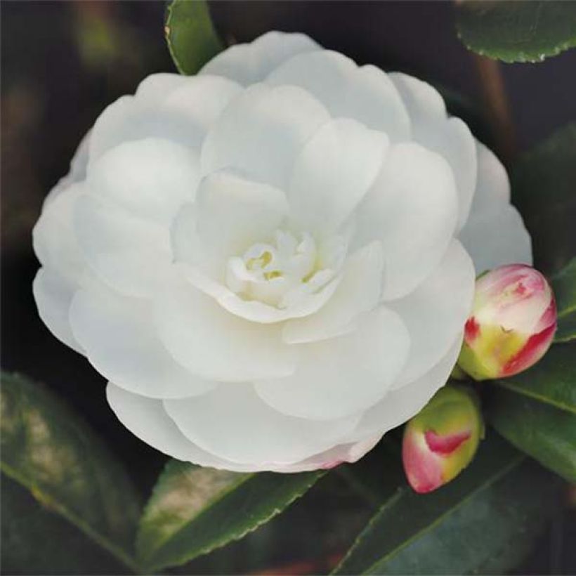 Camélia d'automne - Camellia sasanqua Early Pearly (Floraison)