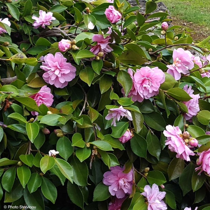 Camélia d'automne - Camellia sasanqua Waterfall Pink (Floraison)