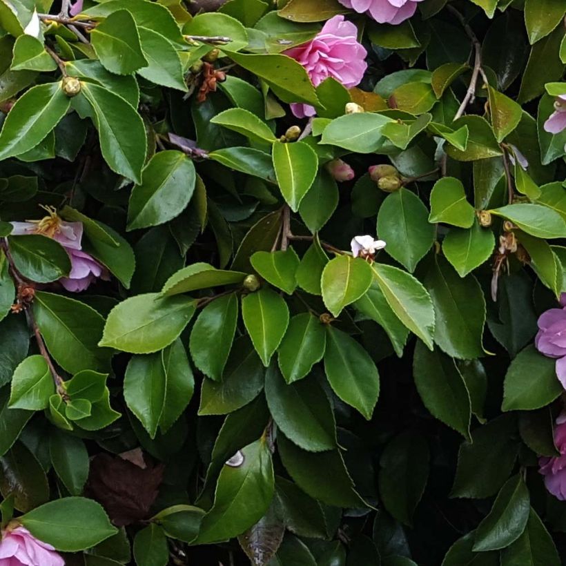 Camélia d'automne - Camellia sasanqua Waterfall Pink (Feuillage)