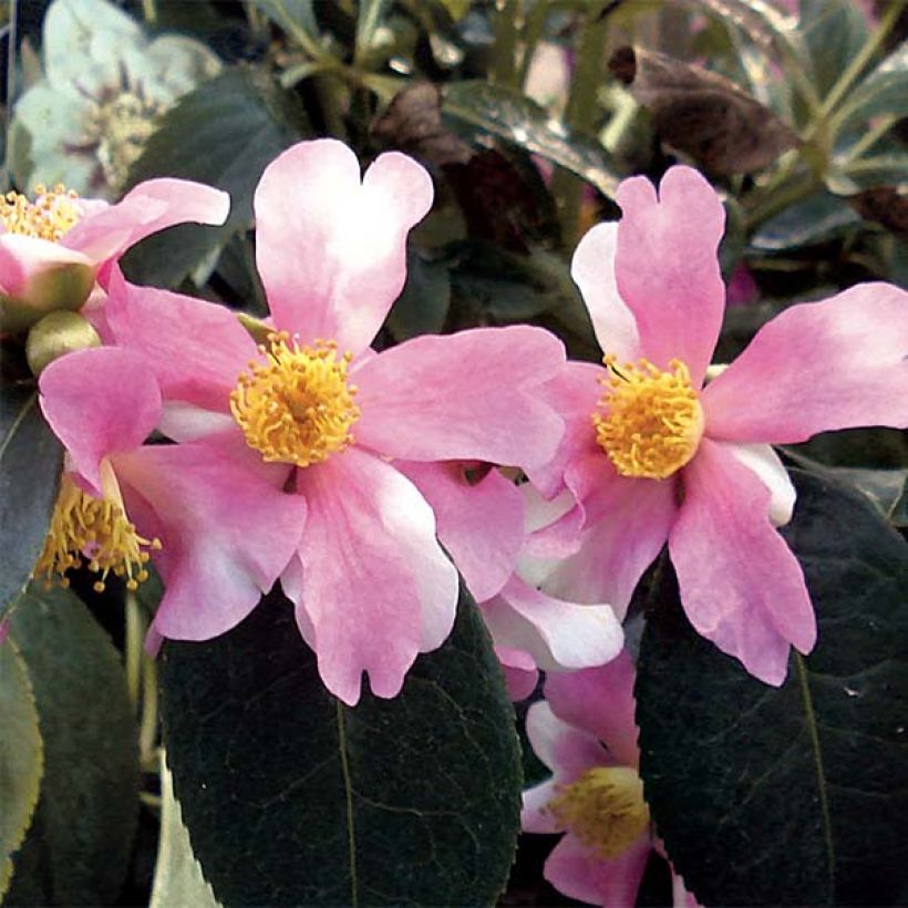 Camélia d'automne - Camellia sasanqua Yume (Floraison)