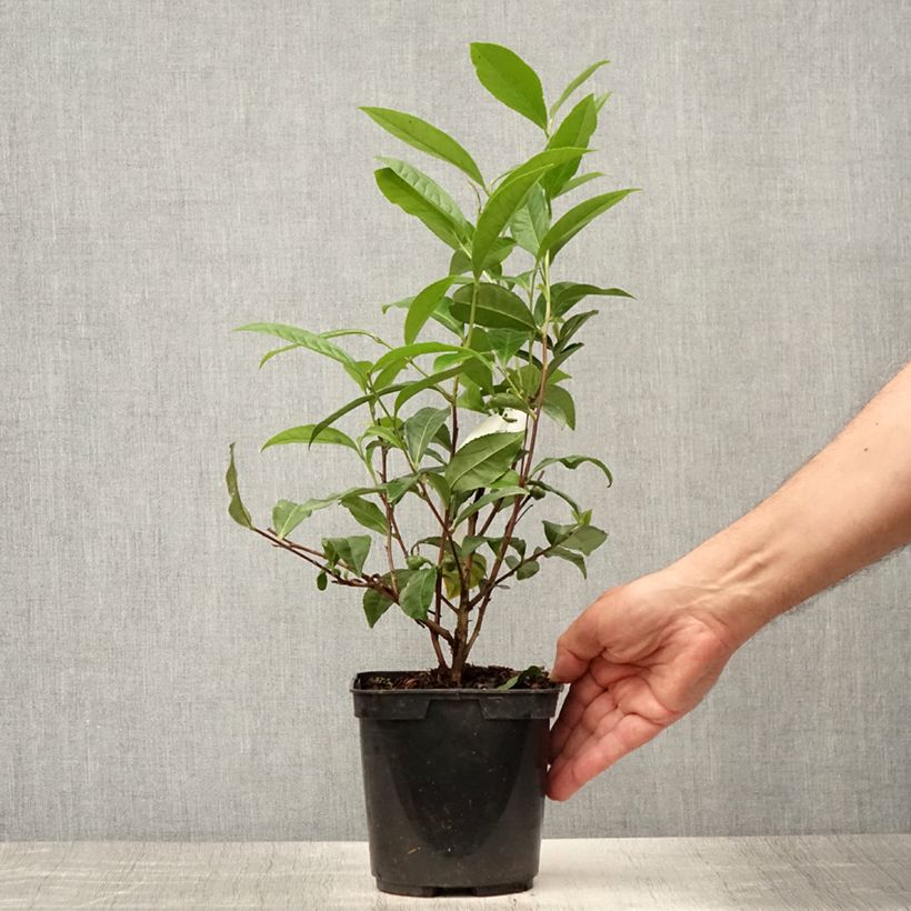Spécimen de Camellia sinensis Théojardin - Théier Pot de 2L/3L tel que livré en été