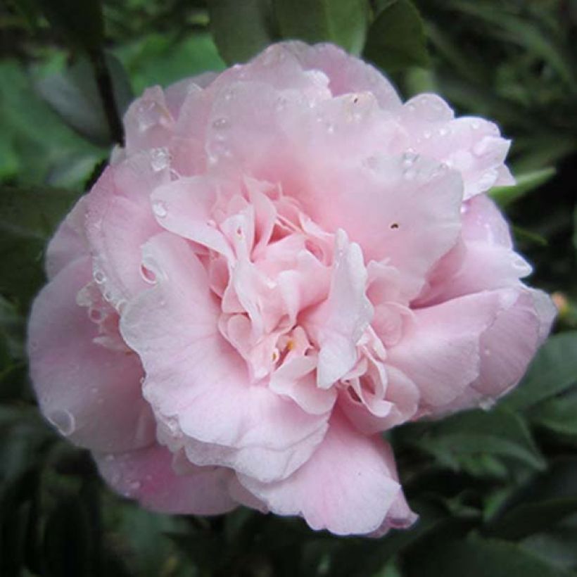 Camélia champêtre - Camellia Sweet Emily Kate (Floraison)