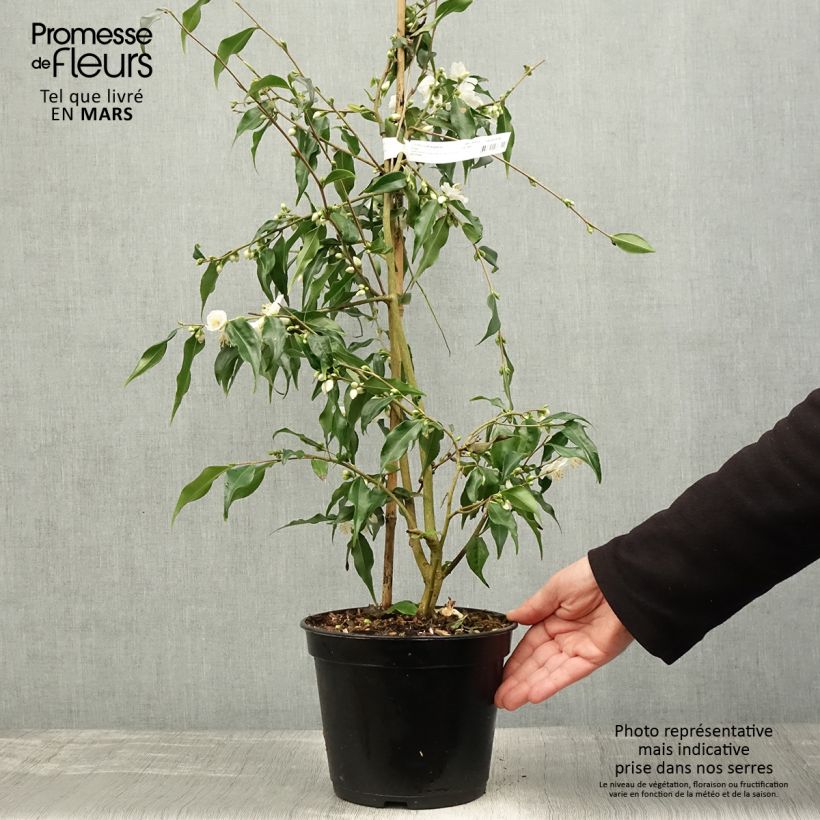 Spécimen de Camellia tsaii - Camélia d'hiver - Pot de 4L/5L tel que livré au printemps